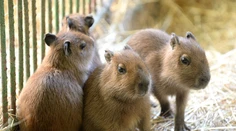 V košickej zoo majú unikátny prírastok. Poznáte tieto zvieratká?