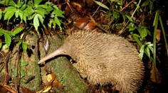VIDEO: Mimoriadny objav vedcov. Našli bizarného cicavca, ktorého považovali za vyhynutého