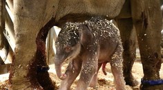 Najnovší prírastok v pražskej zoo čoskoro ukážu ľuďom