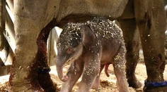 Najnovší prírastok v pražskej zoo čoskoro ukážu ľuďom