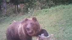 Prehovoril cyklista, ktorý videl medvede v Košiciach. V obľúbenej lokalite na ne nie sú zvyknutí