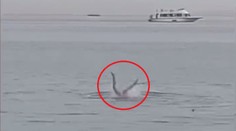 Nové detaily smrtiaceho útoku žraloka v Egypte: Svedkovia opísali abnormálne správanie predátora