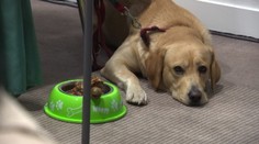 Zopár rád ako pomôcť deťom (i dospelým) vyrovnať sa so smrťou blízkeho