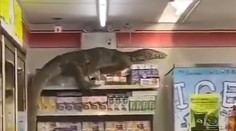 VIDEO: Zákazníci neverili vlastným očiam. Do obchodu vtrhol obrovský varan