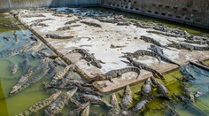 VIDEO: Z farmy v Číne ušlo počas záplav najmenej 70 krokodílov. Úrady vyzvali obyvateľov, aby zostali doma