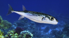 Na Jadrane sa objavila smrtiaca ryba. Fatálna môže byť aj malá dávka jedu