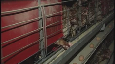 Farmárovi došli peniaze na chov sliepok, denne ich tak nechal uhynúť aj niekoľko tisíc
