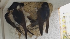 Lastovičiek a belorítok je na Slovensku už žalostne málo. Nemajú si kde postaviť hniezda