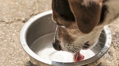 Pes a horúčavy: Platí jedno základné pravidlo