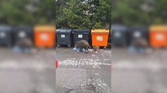 Situácia s diviakmi v Žiline sa zhoršuje. Radnica dala poľovníkom výnimku na odlov aj v meste