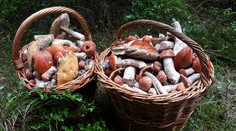 Húb máme v lesoch viac, no rastie aj počet prípadov otravy. Takto správne podáte prvú pomoc