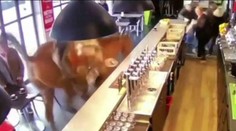 VIDEO: Do baru vtrhol divoký zákazník. Precválal barom a všetkých vystrašil