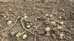 Budeme dovážať aj zemiaky? Tento rok ich pestujeme rekordne málo