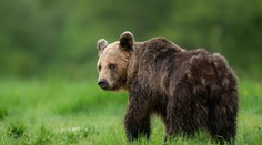Obce v okrese Liptovský Mikuláš budú predkladať týždenné hlásenie o výskyte medveďa