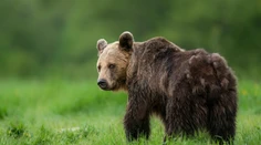 Obce v okrese Liptovský Mikuláš budú predkladať týždenné hlásenie o výskyte medveďa