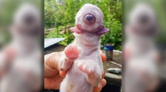 Hračka prírody: Na Filipínach sa narodilo šteniatko so vzácnou genetickou poruchou