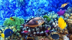 Ak chováte rybičky, môžete dostať rybací ekzém