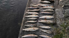 Na rieke Turiec došlo k masívnemu úhynu rýb. Prípad vyšetruje polícia