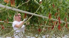 Vysoké ceny energií trápia aj pestovateľov paradajok. Tie budú citeľne drahšie