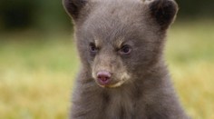 Švajčiarska zoo zabila a vypchala malé medvieďa