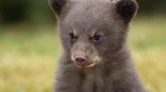 Švajčiarska zoo zabila a vypchala malé medvieďa