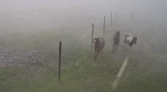 Jazdecká škola v Závadke sa po búrke stala terčom osočovania. Nepoznáte kone, reaguje majiteľka