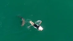 Surfistu pred útokom žraloka zachránil dron. Zábery ukazujú, že chýbalo málo