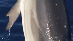 V Grécku spozorovali delfína s unikátnymi plutvami. Nič také sme ešte nevideli, tvrdia prekvapení vedci