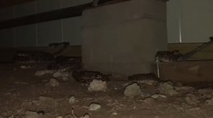 VIDEO: Hrozivý nález pod domom. Majiteľ tam našiel desiatky jedovatých štrkáčov