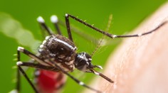 Smrtiaca horúčka sa šíri južnou Európou, v Španielsku jej podľahli už dvaja ľudia