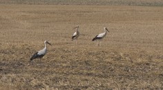 Najväčší európsky vták postupne u nás vymizol. Ochranári teraz po návrate sledujú jeho prvé hniezda