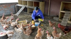 Šiesty prípad vtáčej chrípky na Slovensku! Ide o drobnochov v Hornej Krupej
