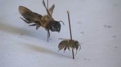 Máme sa báť? Na Slovensku sa objavili obrovské včely, vedci prezrádzajú viac