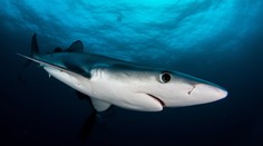 V obľúbenom španielskom letovisku sa objavil nebezpečný druh žraloka