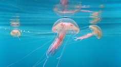 Pri kúpaní v Chorvátsku si dajte pozor. V Jadranskom mori sa premnožil jeden druh medúzy, spôsobuje nepríjemné popáleniny