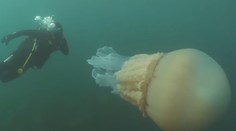 VIDEO: Nebývalý úkaz pri britskom pobreží: Objavili medúzu o veľkosti človeka