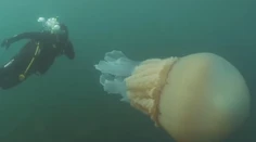 VIDEO: Nebývalý úkaz pri britskom pobreží: Objavili medúzu o veľkosti človeka