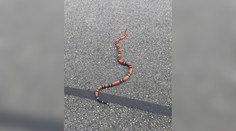 Nezvyčajný had v bratislavských lesoch. Ak ho uvidíte, kontaktujte Štátnu ochranu prírody SR