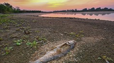 Poľská vláda potvrdila, že v rieke Odra sa našli toxické riasy