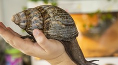 VIDEO: Žerú omietku, prehryzú sa aj do smetiakov a šíria smrteľné choroby. Floridu zamorili gigantické slimáky