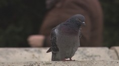 Holuby ako úhlavný nepriateľ. Okupujú balkóny a bojovať s nimi je takmer nemožné