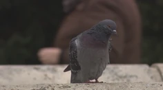 Holuby ako úhlavný nepriateľ. Okupujú balkóny a bojovať s nimi je takmer nemožné