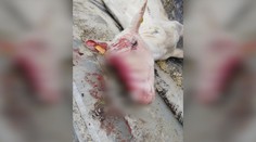 Po medveďoch a vlkoch majú chovatelia nového nepriateľa. Takto krkavce doriadili ovcu