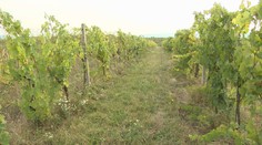 Rodinnému vinárstvu zlodeji obrali hektárový vinohrad. Zmizli tony hrozna