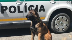 Muž strieľal na policajtov, pes Nyko mu nedal šancu