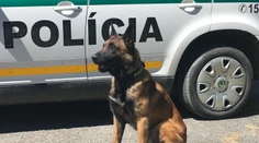 Muž strieľal na policajtov, pes Nyko mu nedal šancu