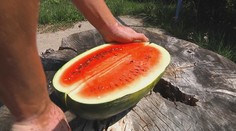 Farmári nám ukázali, ako si správne vybrať dobrý zrelý melón