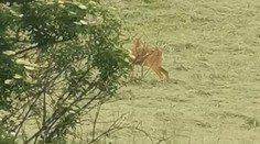 Srnka už pár dní hľadá mláďa na poli pri Partizánskom. Nechtiac ho pokosil traktorista