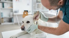 Dlhé červy, ktoré napádajú srdce. Slovenskom sa čoraz častejšie šíri nebezpečné ochorenie psov