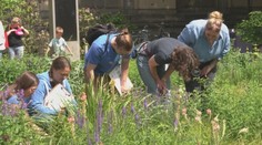 Koľko hmyzu lieta okolo vás? Ukážeme vám, ako jednoducho sa to dá zistiť
